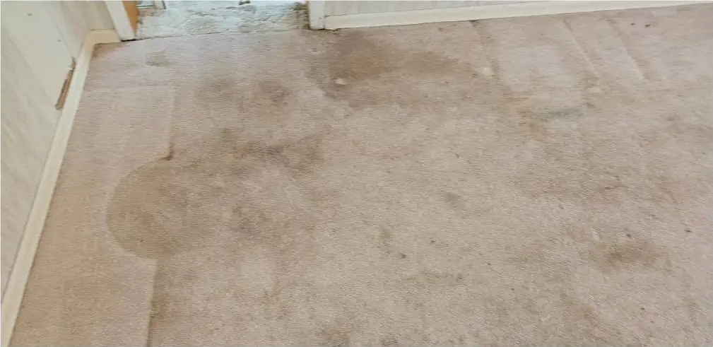 A mauve carpet with dark stains and a large water ring before cleaning