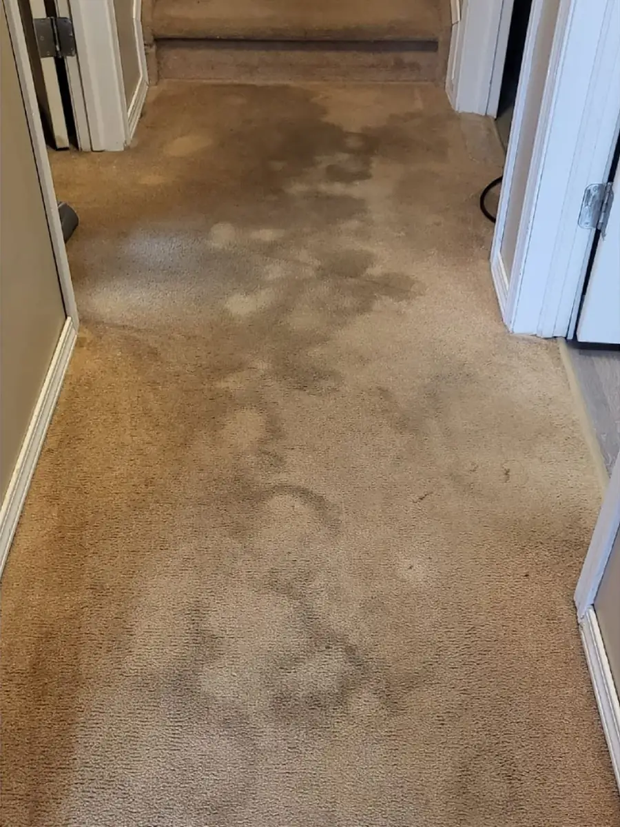 A hallway carpet covered in dark spots and water marks before cleaning