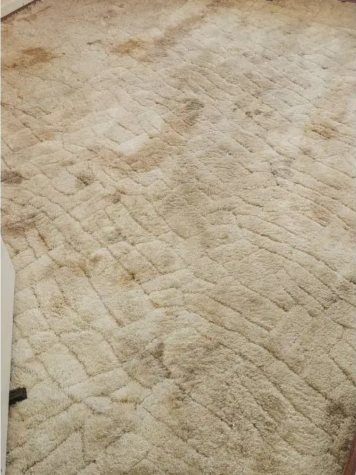 A cream deep-pile shag with brown spots and stains before cleaning