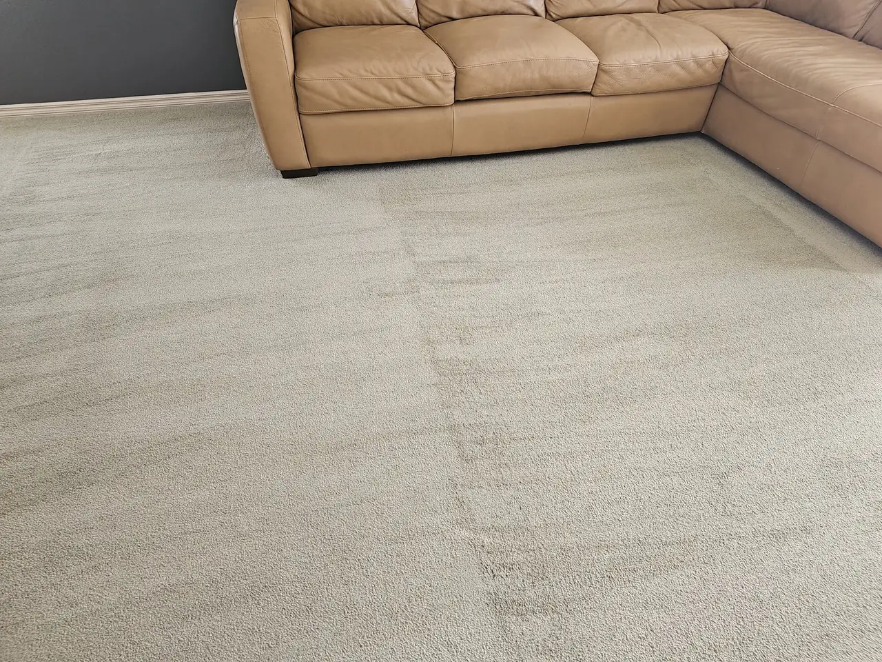 A light living room carpet after cleaning, covered in fresh brush lines beside a tan leather sectional