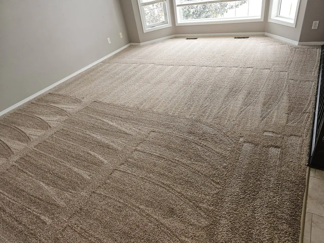 A freshly cleaned living room carpet in front of a bay window, showing the circular brush marks from the dry foam machine