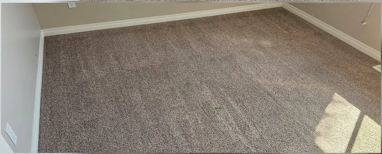 A bedroom carpet after cleaning, with sunlight falling across fresh brush lines