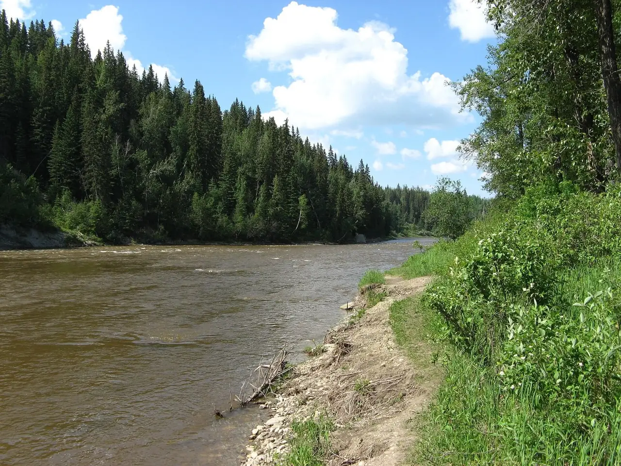 The Pembina River flowing past a spruce-covered bank under a blue sky