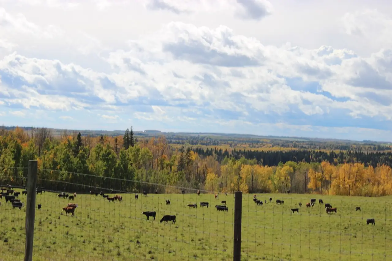 Cattle grazing in a fenced pasture near Evansburg, with autumn trees and a wide sky behind